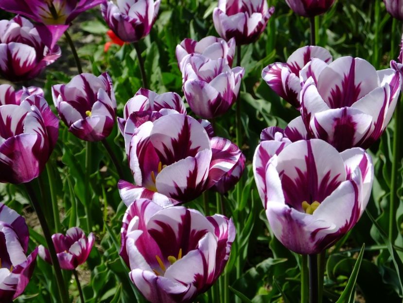  - 2018_02_Lalele_III