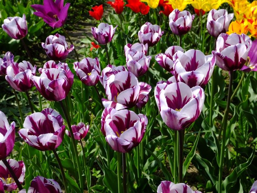  - 2018_02_Lalele_III