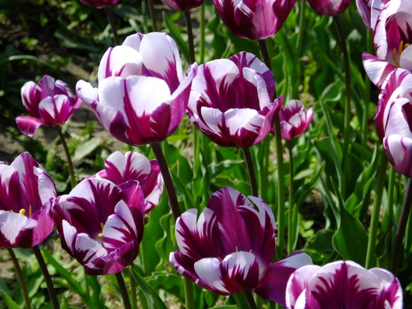  - 2018_02_Lalele_III