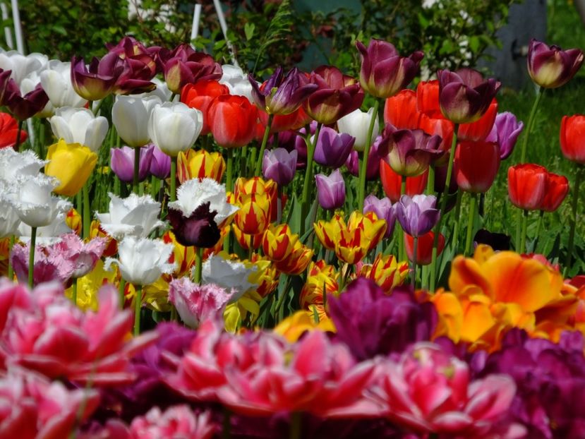  - 2018_02_Lalele_III