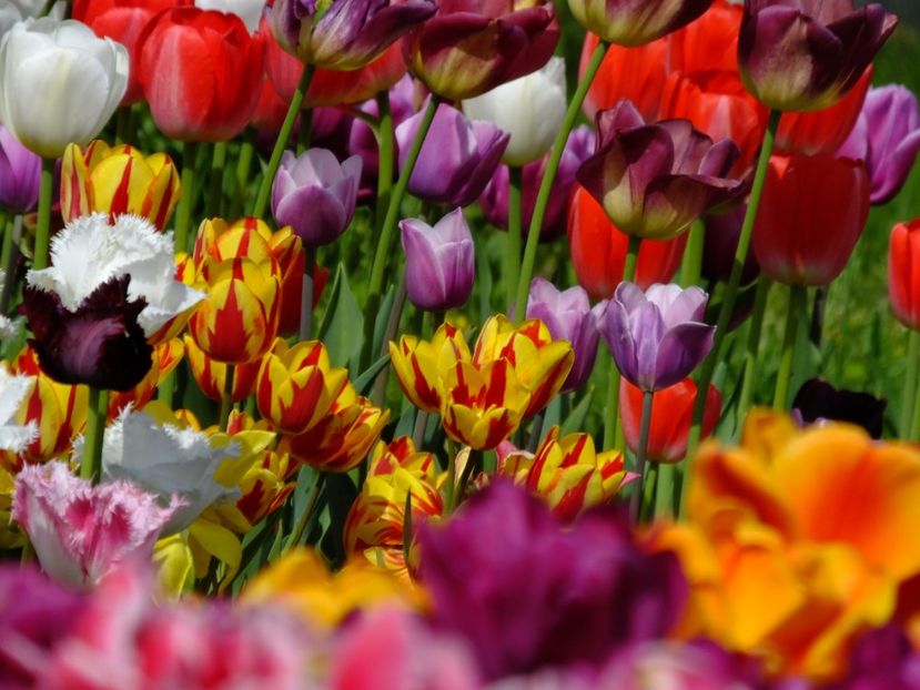  - 2018_02_Lalele_III