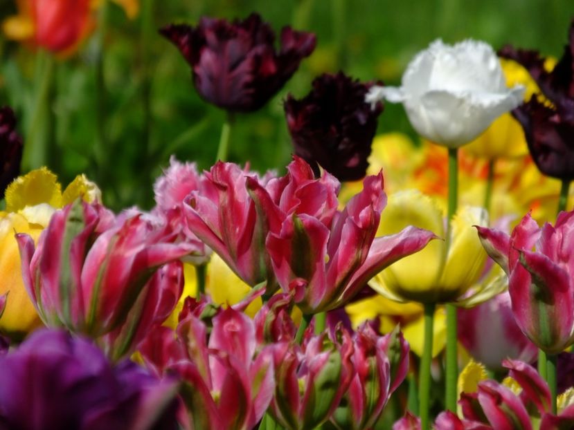  - 2018_02_Lalele_III