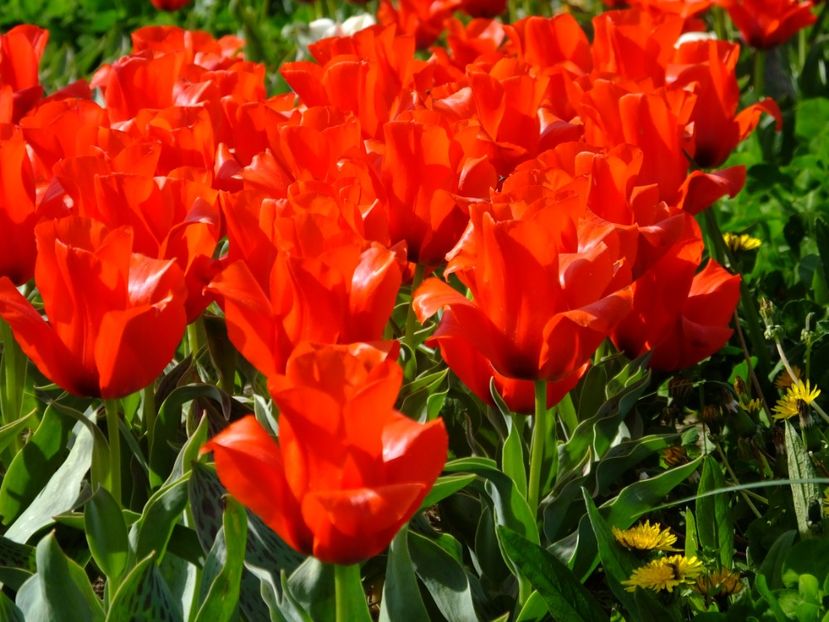  - 2018_02_Lalele_III