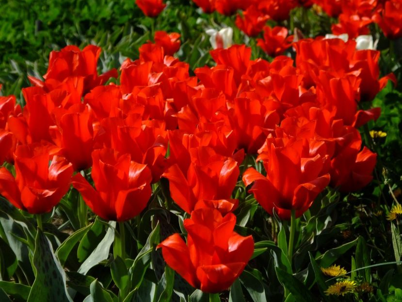  - 2018_02_Lalele_III