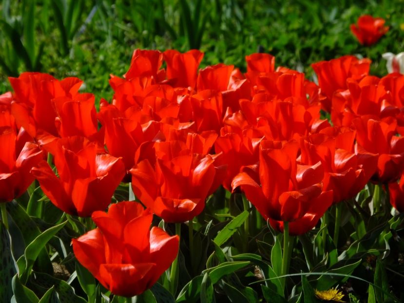  - 2018_02_Lalele_III