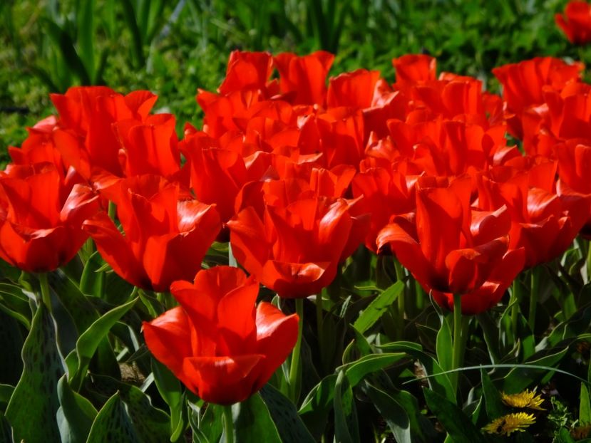  - 2018_02_Lalele_III