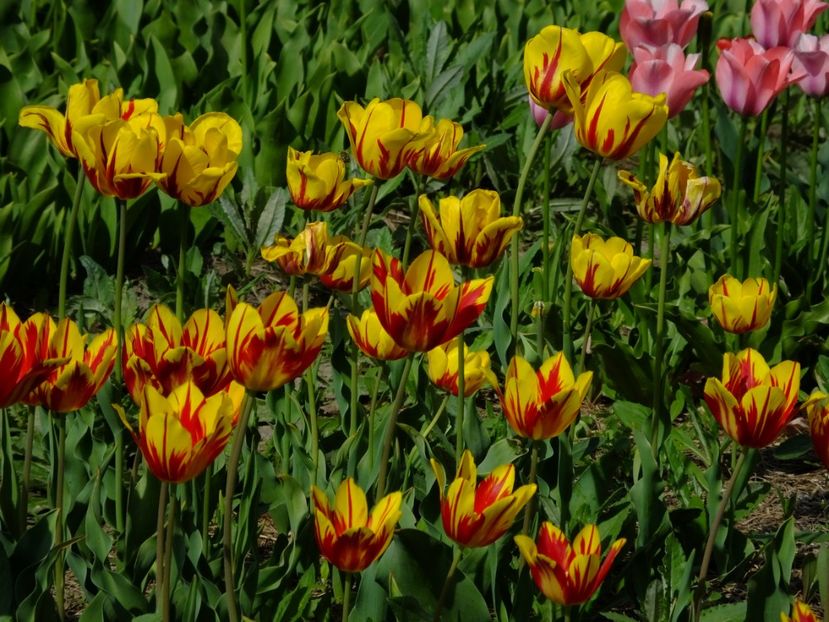  - 2018_02_Lalele_III