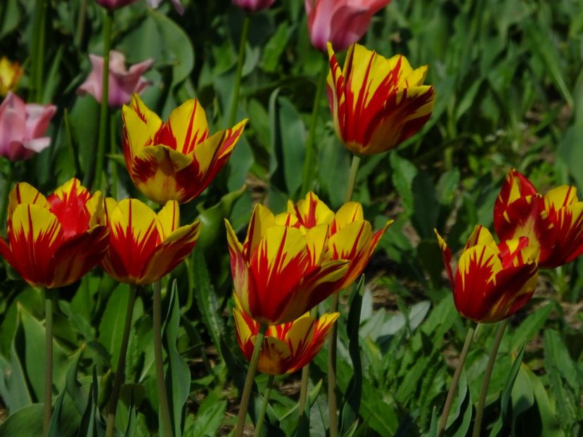  - 2018_02_Lalele_III