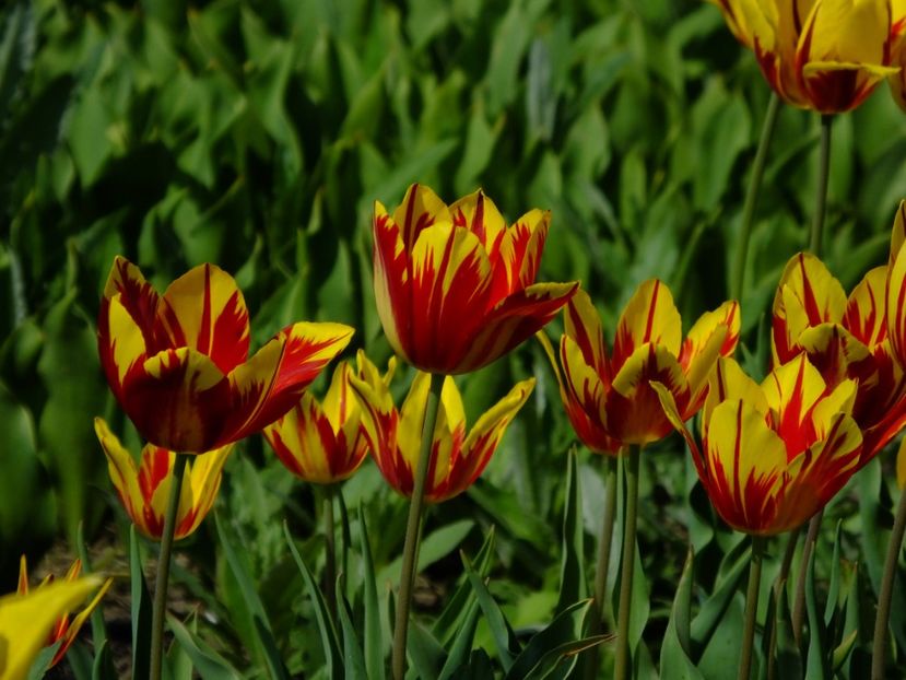  - 2018_02_Lalele_III