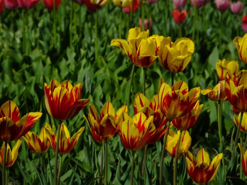  - 2018_02_Lalele_III