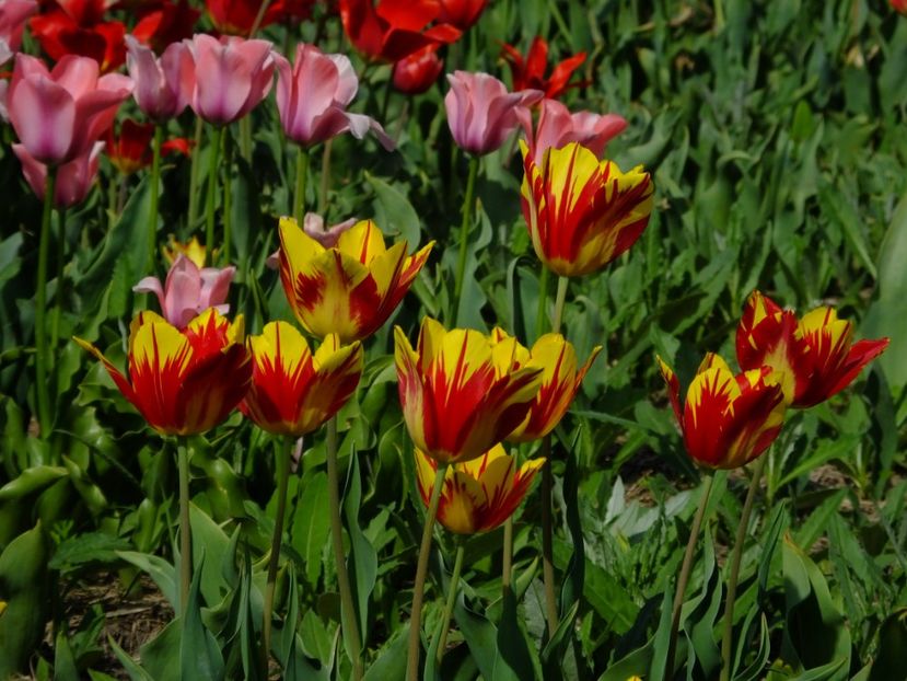  - 2018_02_Lalele_III