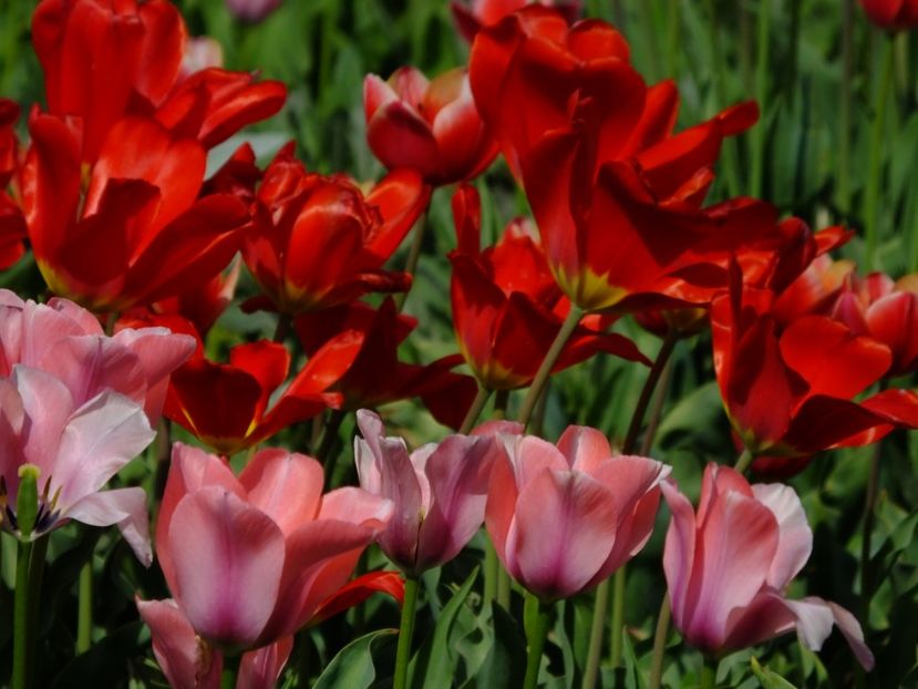  - 2018_02_Lalele_III