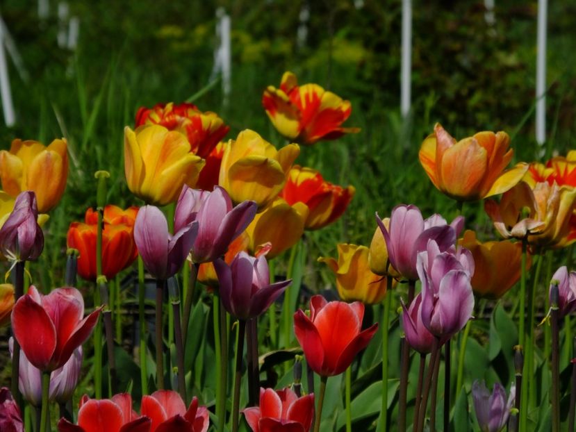  - 2018_02_Lalele_III