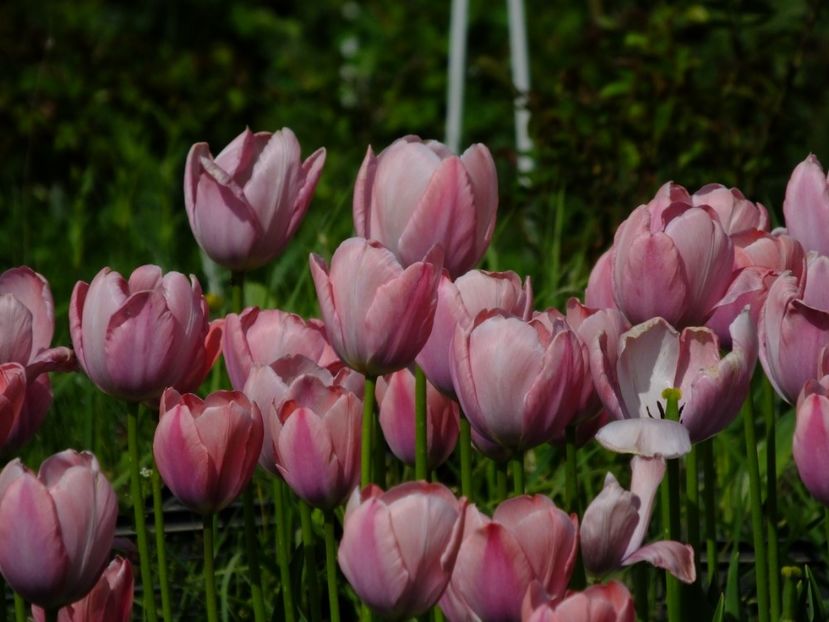  - 2018_02_Lalele_III