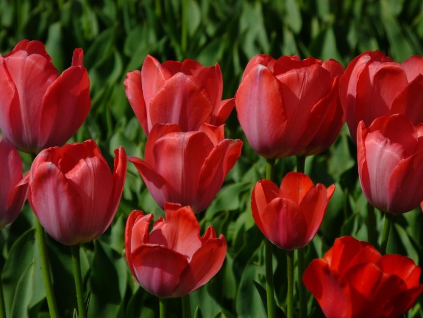  - 2018_02_Lalele_III