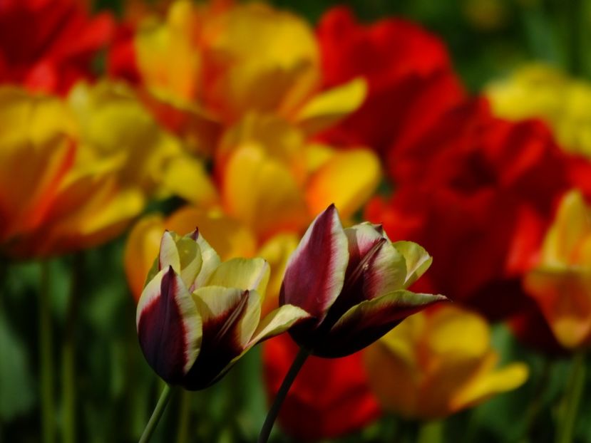  - 2018_02_Lalele_III