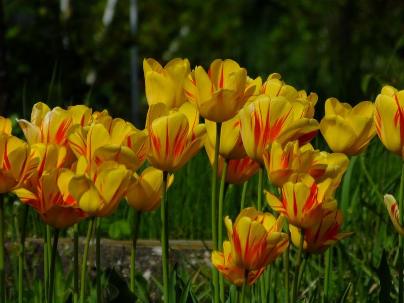  - 2018_02_Lalele_III