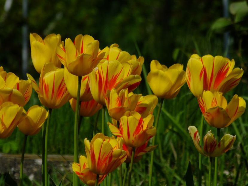  - 2018_02_Lalele_III