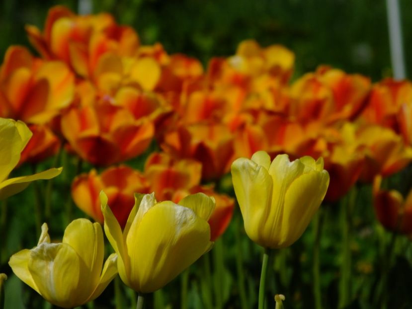  - 2018_02_Lalele_III