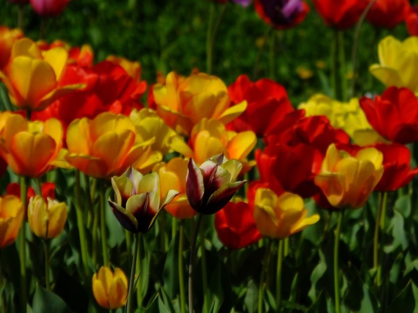  - 2018_02_Lalele_III