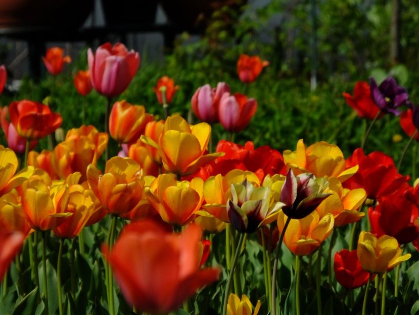  - 2018_02_Lalele_III