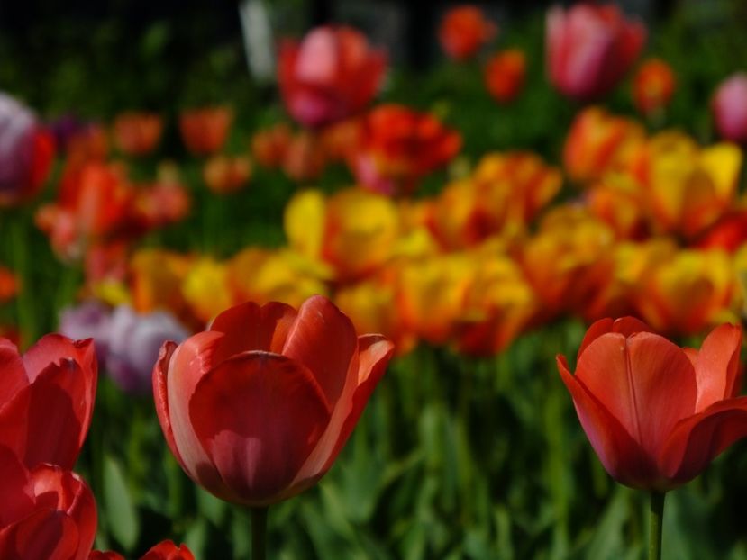  - 2018_02_Lalele_III