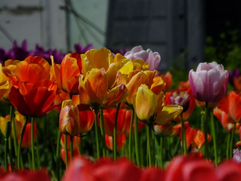  - 2018_02_Lalele_III