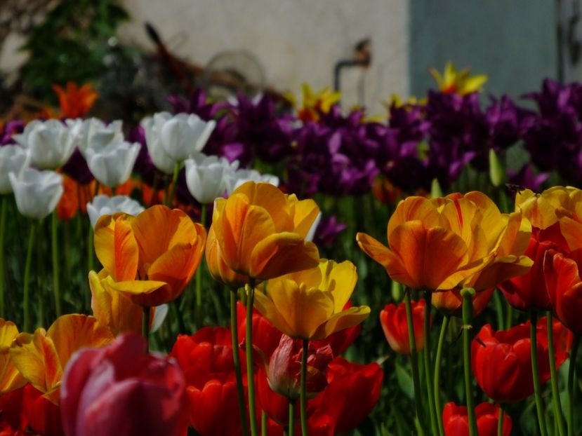  - 2018_02_Lalele_III