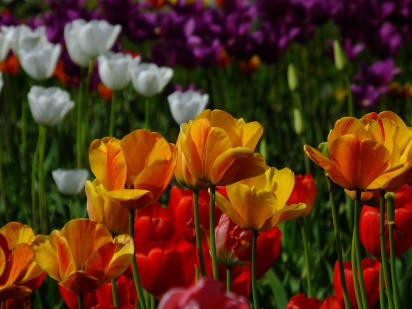  - 2018_02_Lalele_III