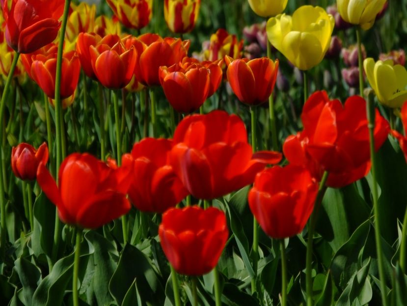  - 2018_02_Lalele_III