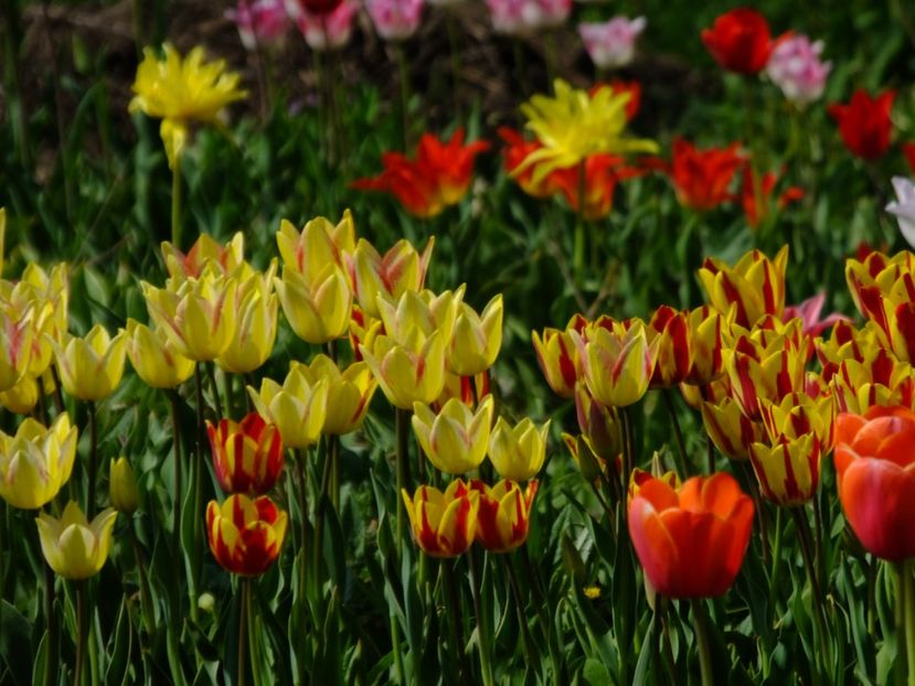  - 2018_02_Lalele_III