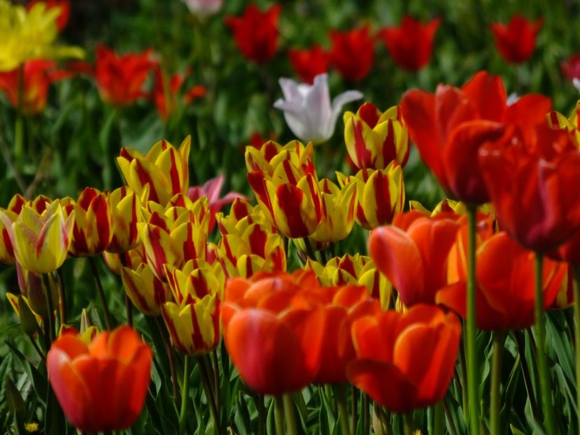  - 2018_02_Lalele_III