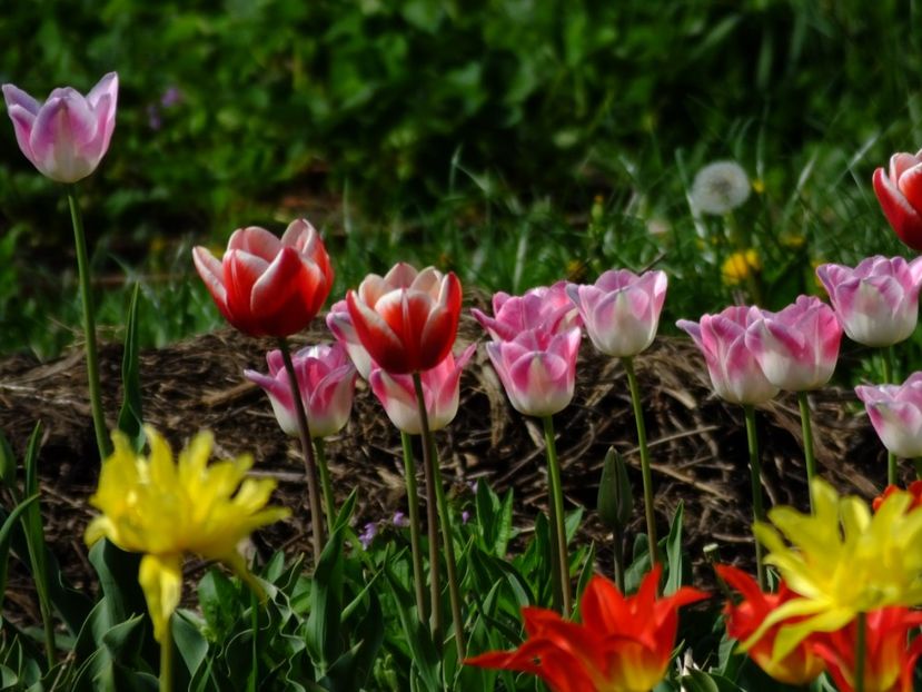  - 2018_02_Lalele_III