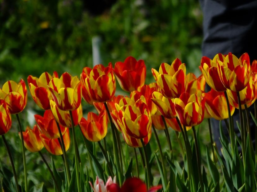  - 2018_02_Lalele_III