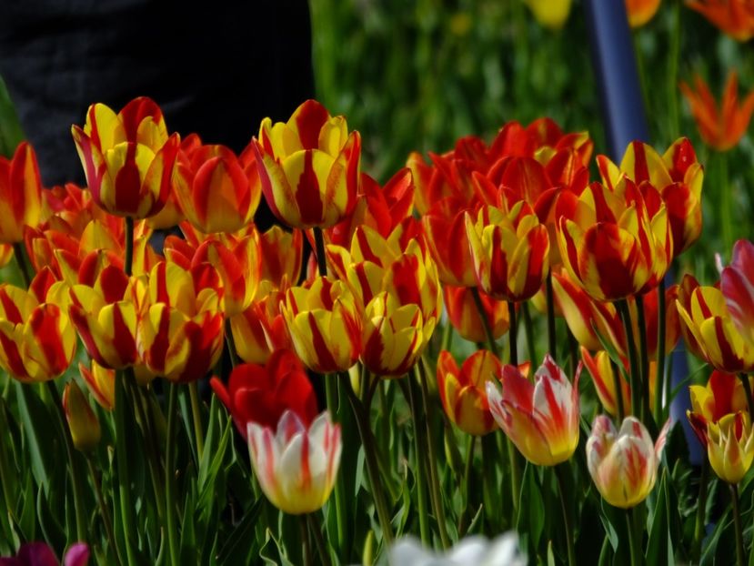  - 2018_02_Lalele_III