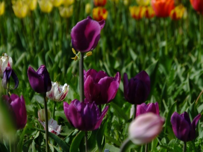  - 2018_02_Lalele_III