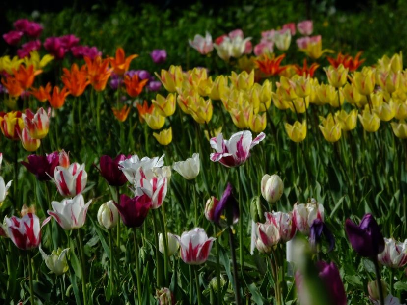  - 2018_02_Lalele_III