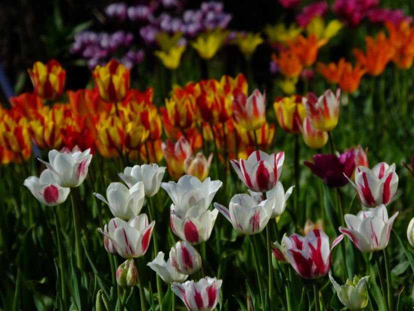  - 2018_02_Lalele_III