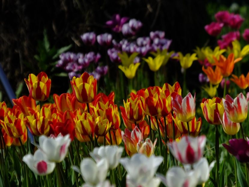  - 2018_02_Lalele_III