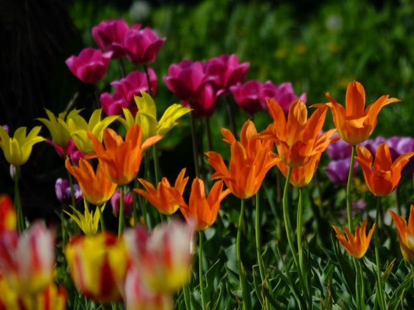  - 2018_02_Lalele_III