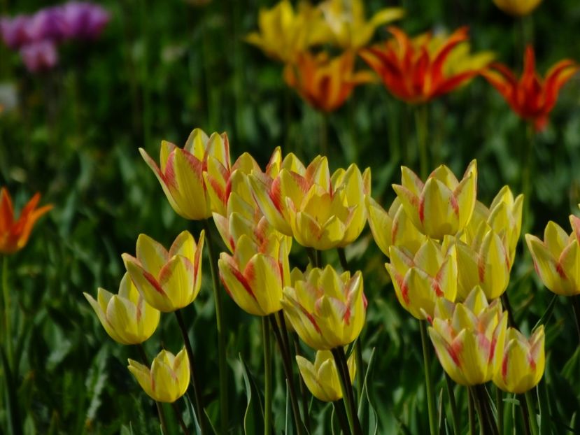  - 2018_02_Lalele_III