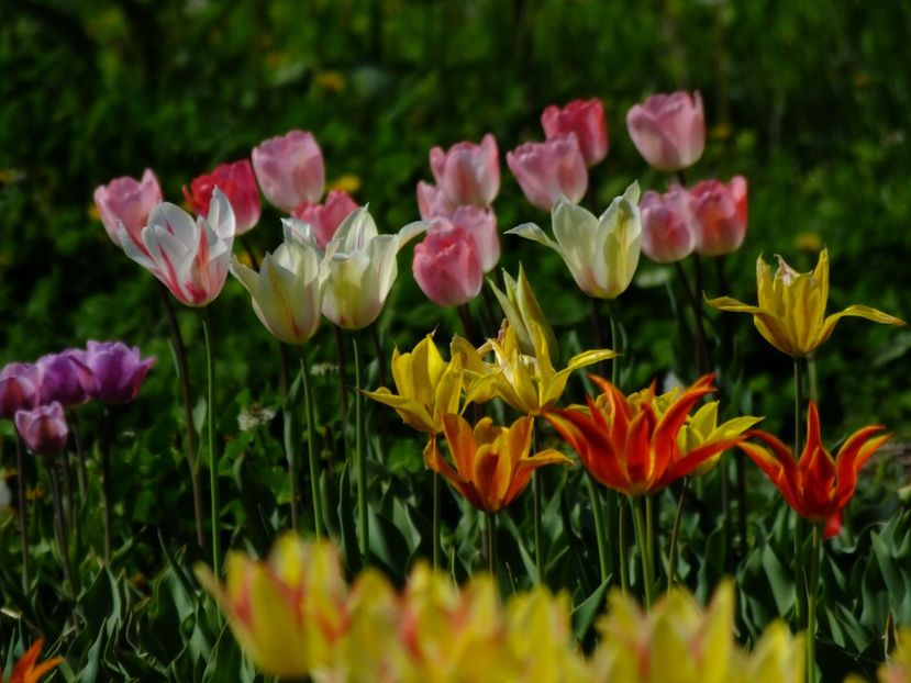  - 2018_02_Lalele_III