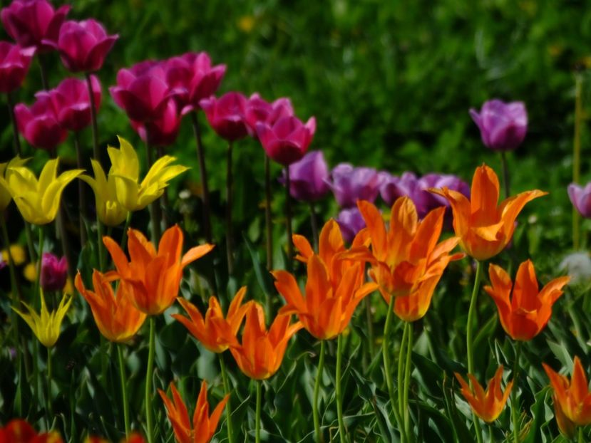  - 2018_02_Lalele_III