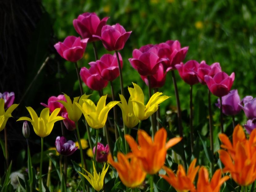  - 2018_02_Lalele_III