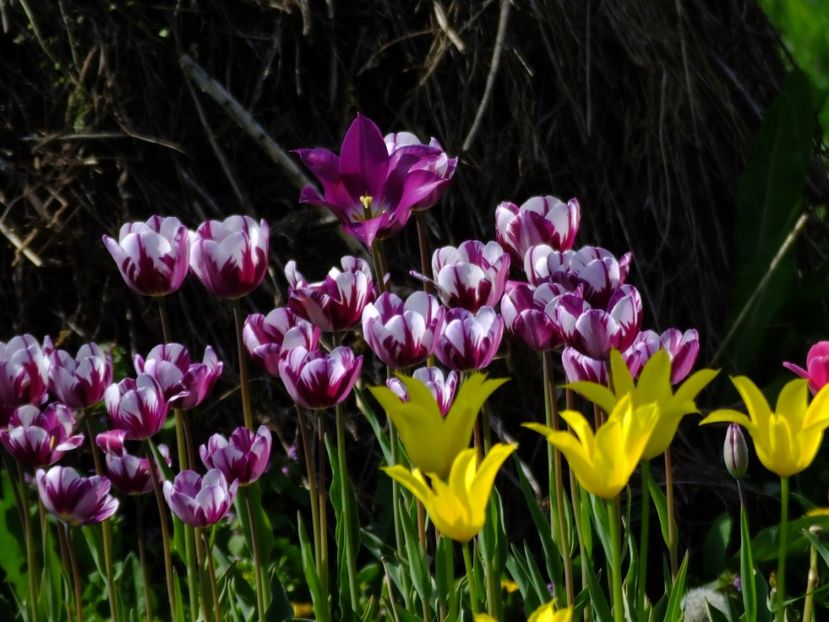  - 2018_02_Lalele_III