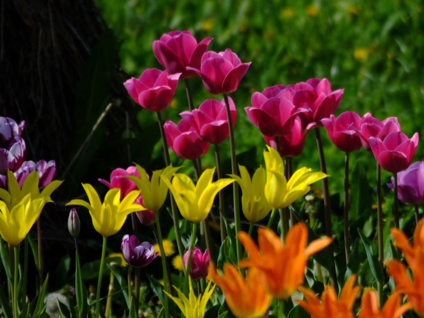  - 2018_02_Lalele_III