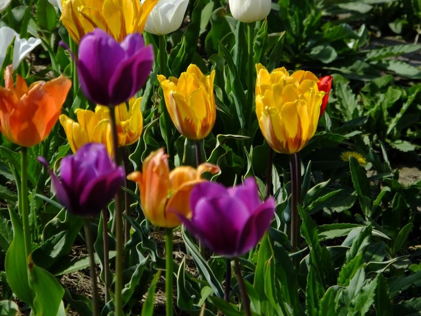  - 2018_02_Lalele_III