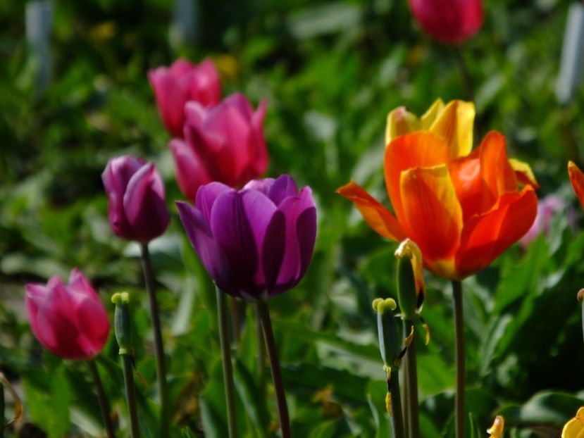  - 2018_02_Lalele_III