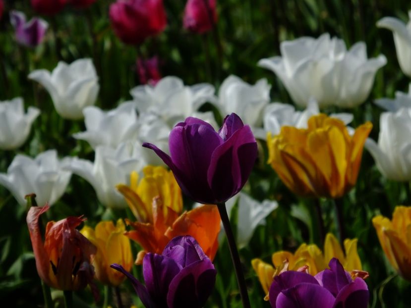  - 2018_02_Lalele_III