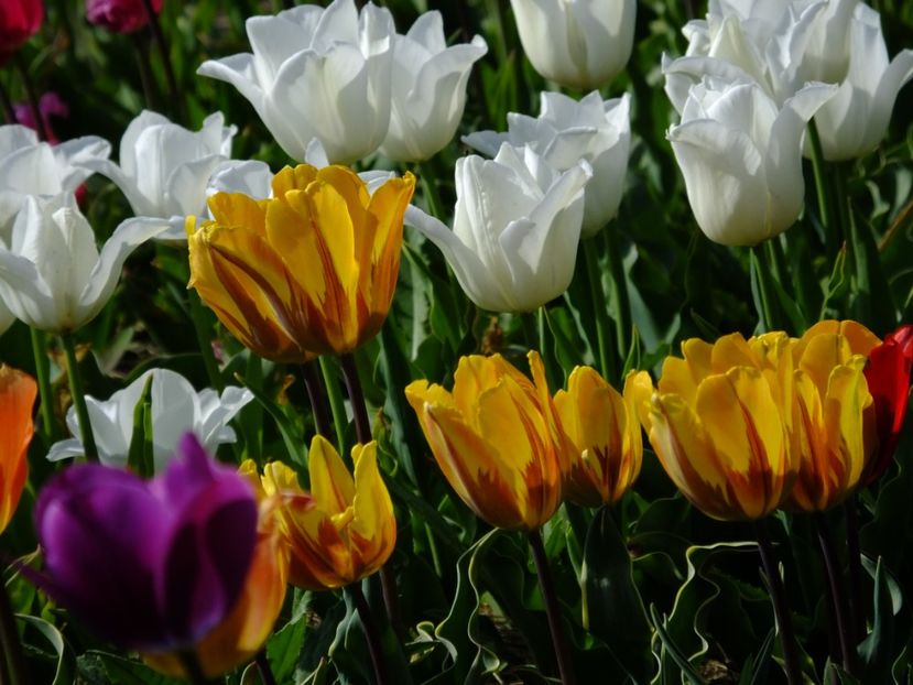  - 2018_02_Lalele_III